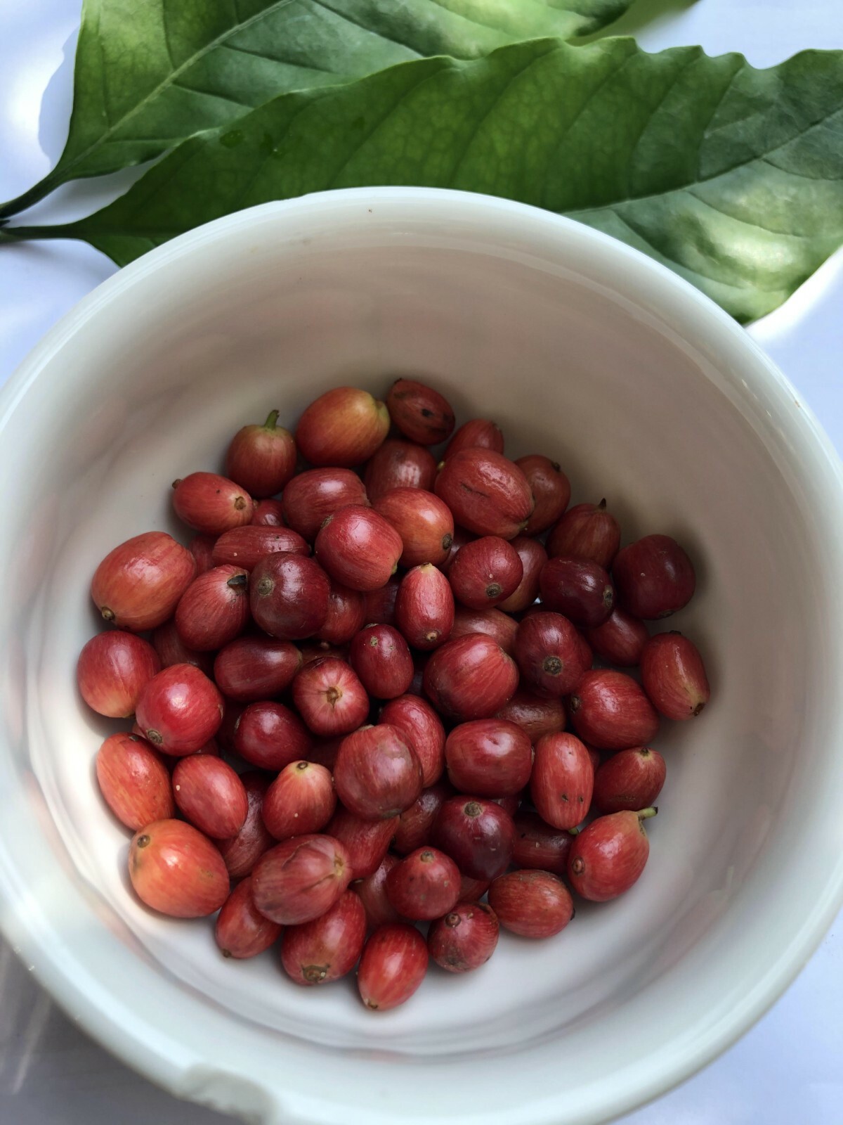 Ceylon Ground Coffee Beans, Sri Lankan Roasted Dark roasted Espresso Whole Beans