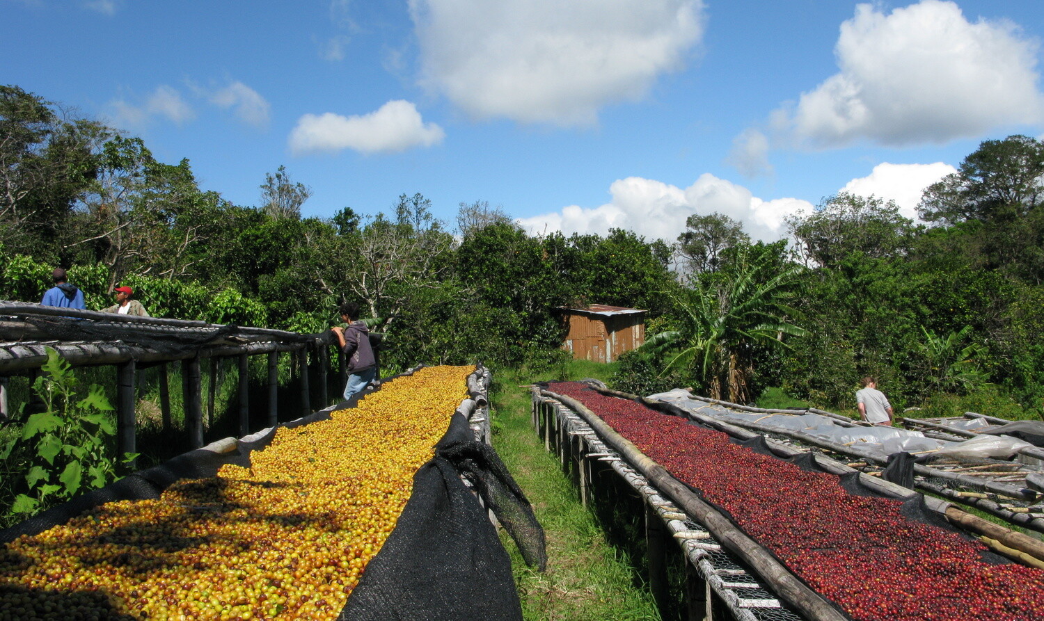 Kenya Karani Peaberry Coffee Beans Fresh Roasted Medium Daily 2 X 1 Pound Bags