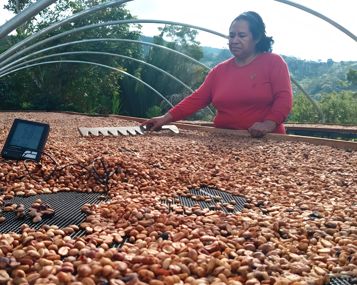 Peru unroasted green coffee beans, womens cooperative Fairtrade Organic FTO 4lbs