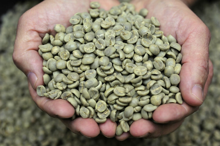 Organic Unroasted Coffee Beans, 100% Quality Green Natural Beans