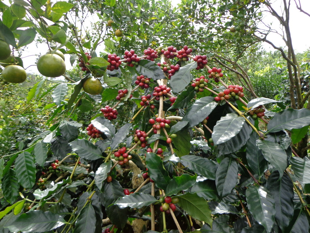 Lavanta Coffee Malawi Mzuzu Arabica Green or Roasted Coffee