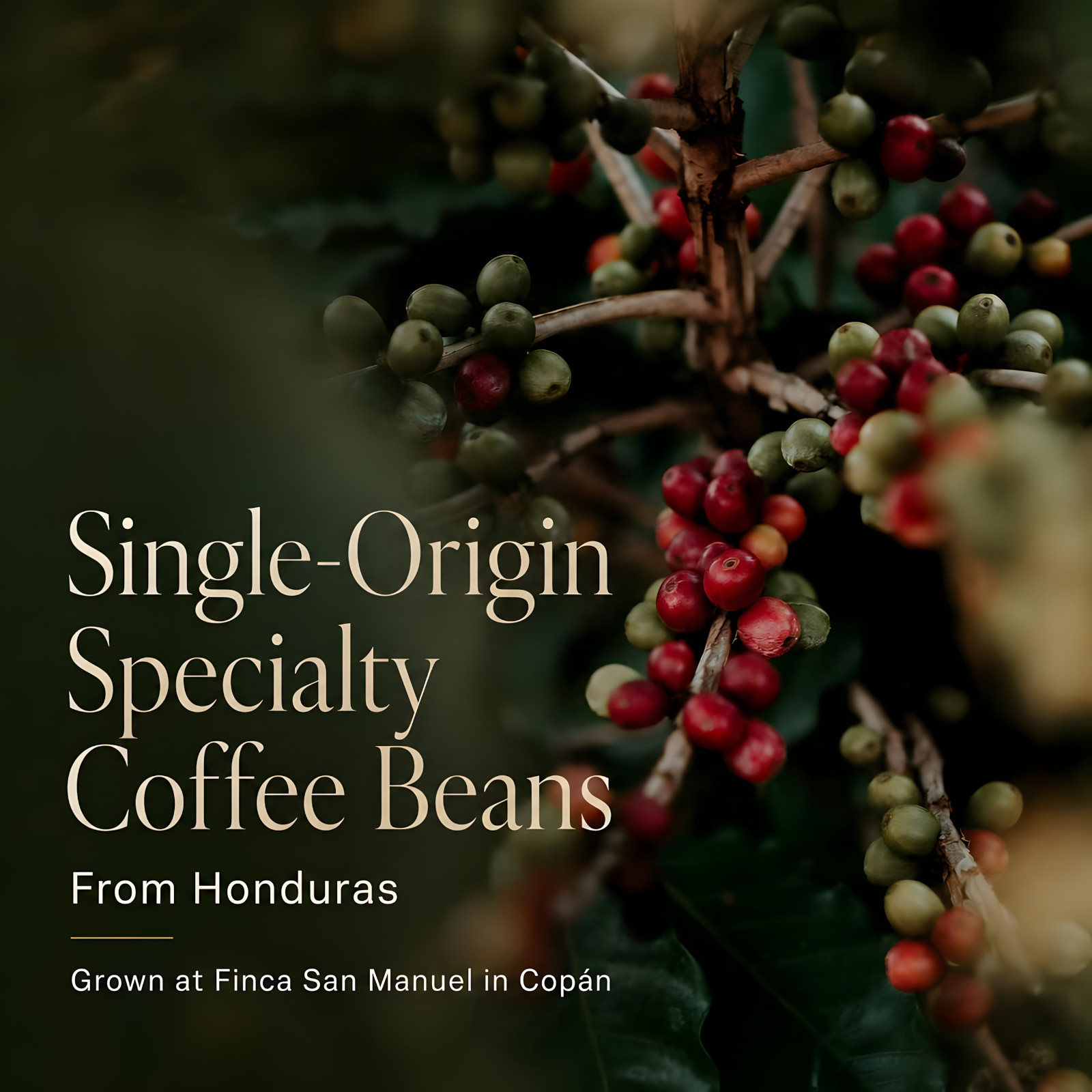 Honduras Copan Specialty Coffee Beans, Fresh Weekly Roasted, 16 oz