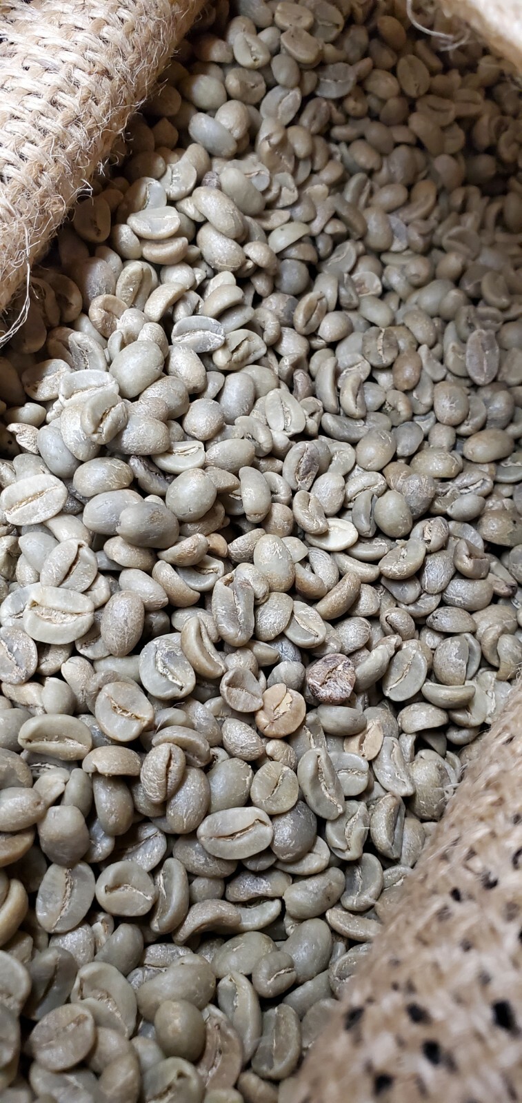 5 LBS HIGH ALTITUDE PERUVIAN PERU UNROASTED GREEN COFFEE BEANS – ORGANIC ARABICA