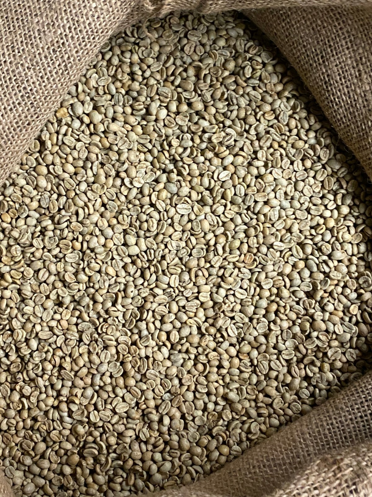 5 LB FRESH UNROASTED EL SALVADOR GREEN COFFEE BEANS FIVE POUND – ARABICA