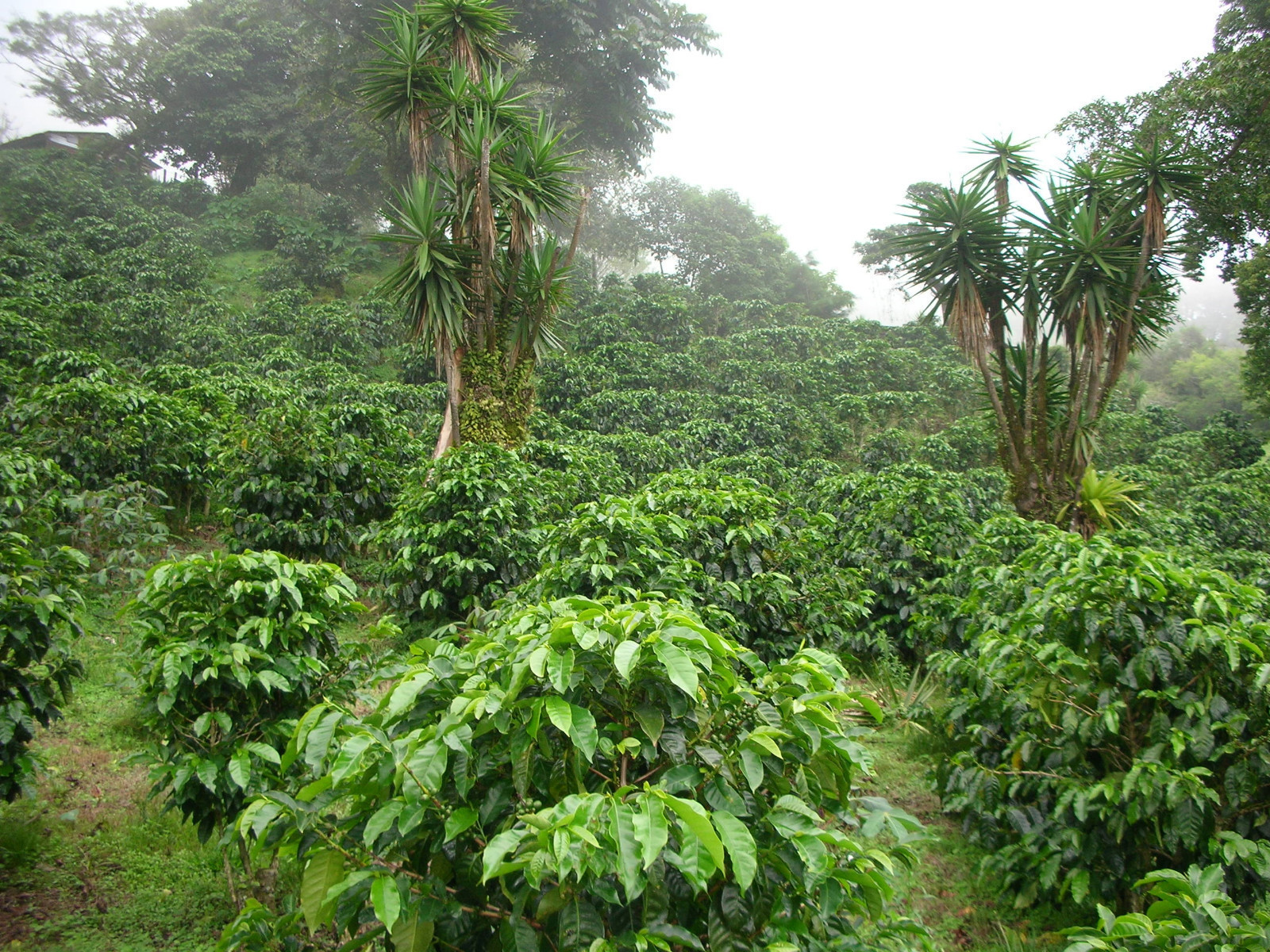 COSTA RICAN TARRAZU COFFEE BEANS PEABERRY FRESH ROASTED MEDIUM 2 X 1 POUND BAGS