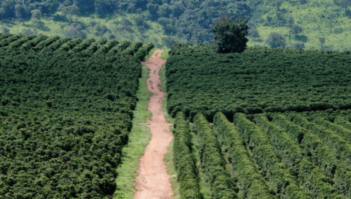 2, 5, 10 LB NICARAGUA FRESH ROASTED COFFEE WHOLE BEAN, GROUND – ARABICA