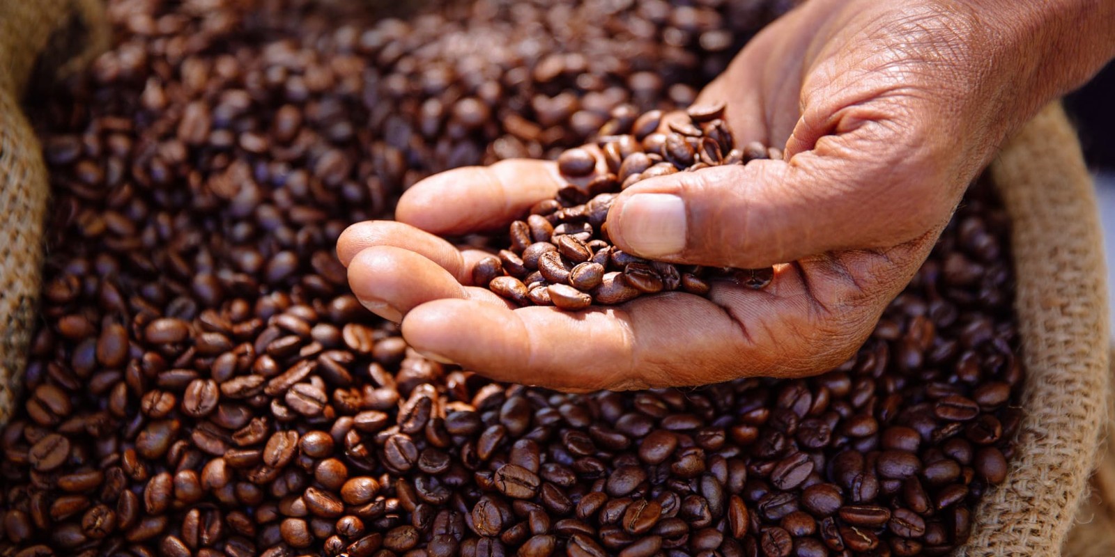 Coffee Beans / Mexican Chiapas Turquesa / 5 Pound / ROASTED