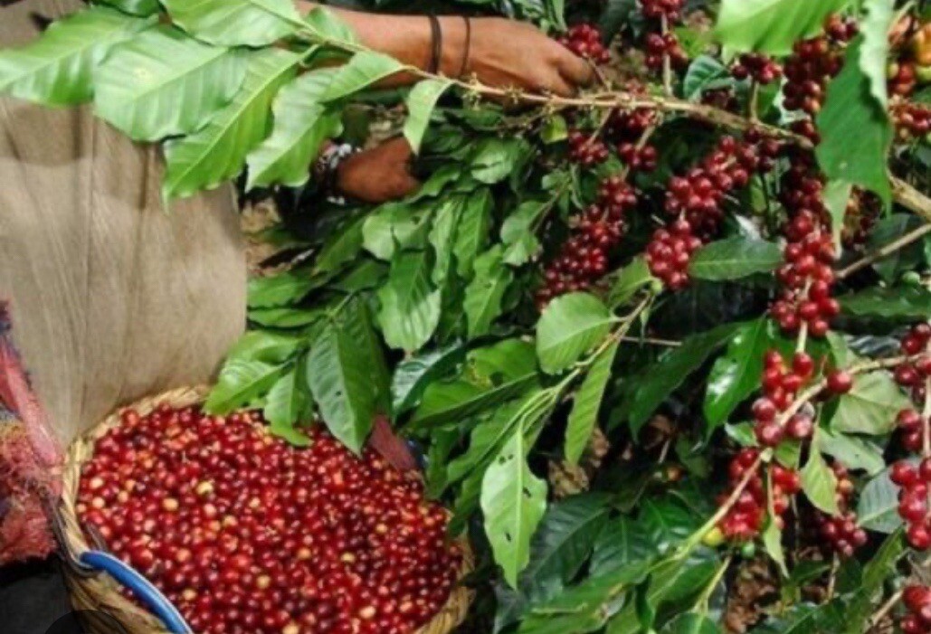 5 LB TANZANIA GREEN COFFEE WHOLE BEAN – ARABICA