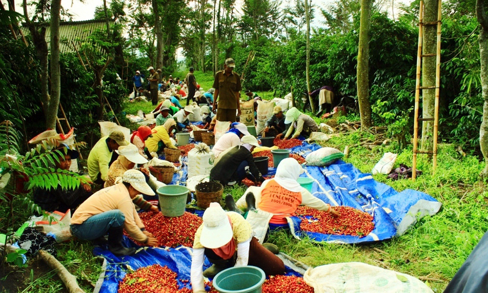ITALIAN ESPRESSO COFFEE BEANS DARK ROASTED 5 POUNDS IN 1 POUND BAGS
