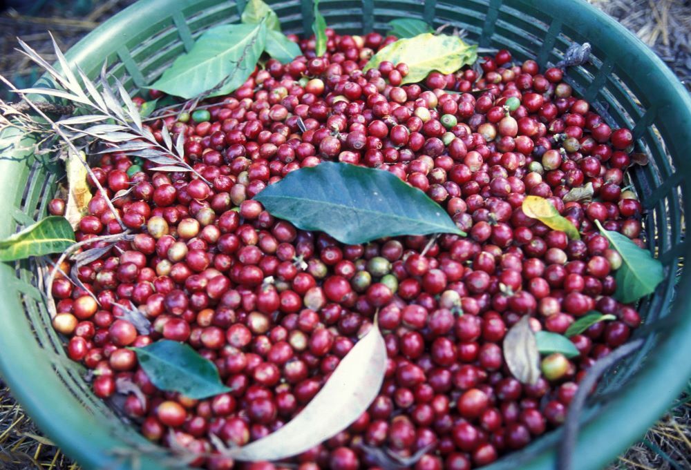 8oz/5lb – Guatemala Antigua – Central America – Fresh Roasted To Order Coffee