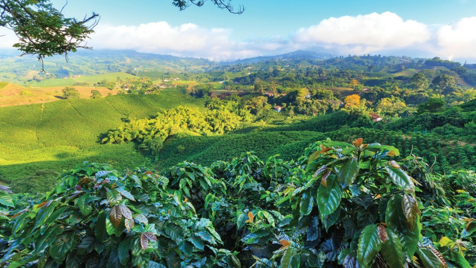 2, 5, 10 LB NICARAGUA FRESH ROASTED COFFEE BEANS – ARABICA