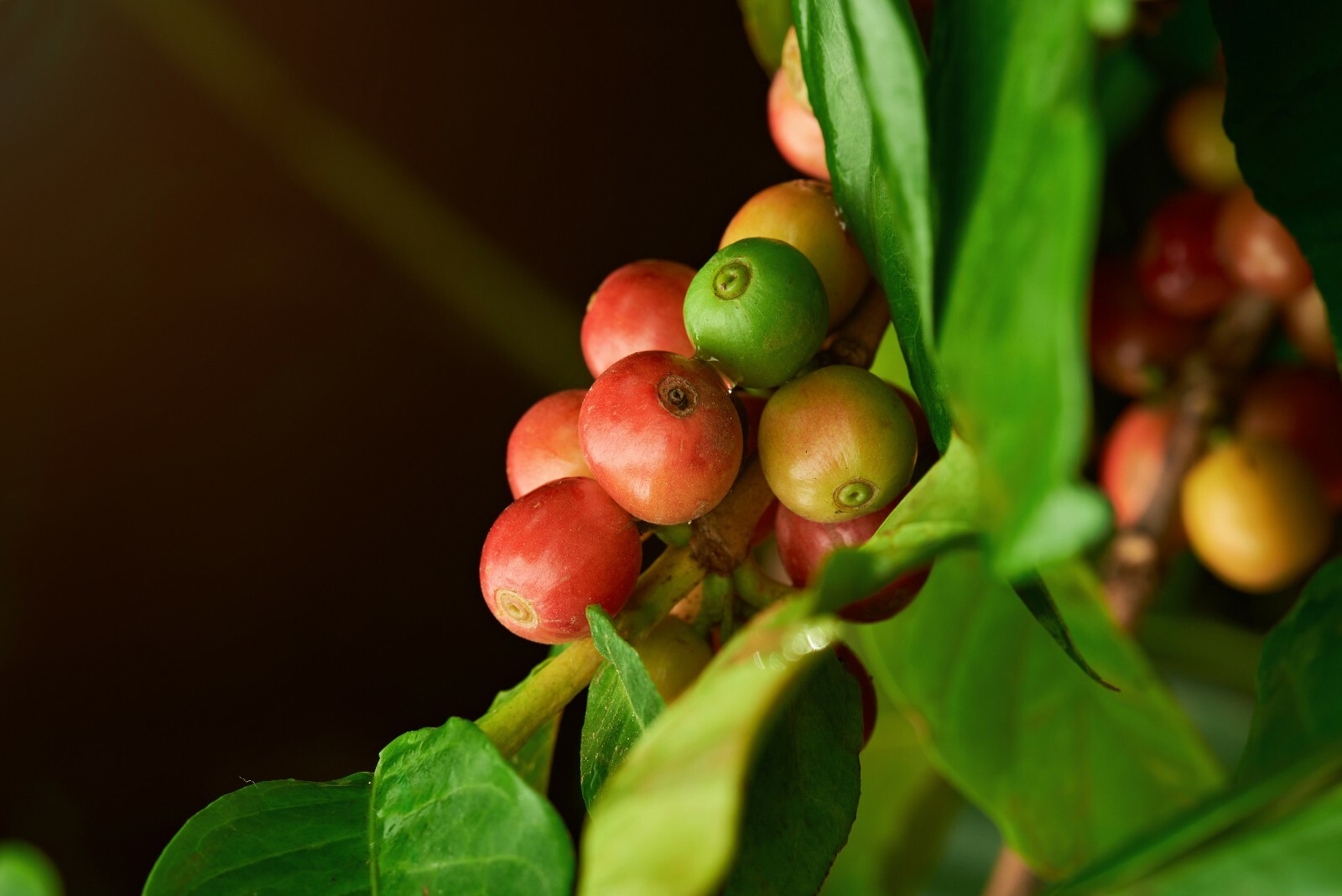 2, 5, 10 LB NICARAGUA FRESH ROASTED COFFEE BEANS – ARABICA