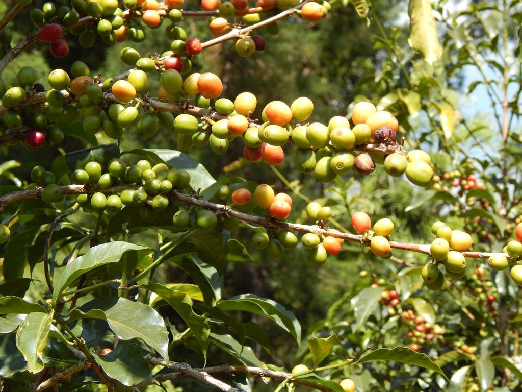 8oz/5lb – Ethiopia Yirgacheffe – African – Premium Fresh Roasted To Order Coffee
