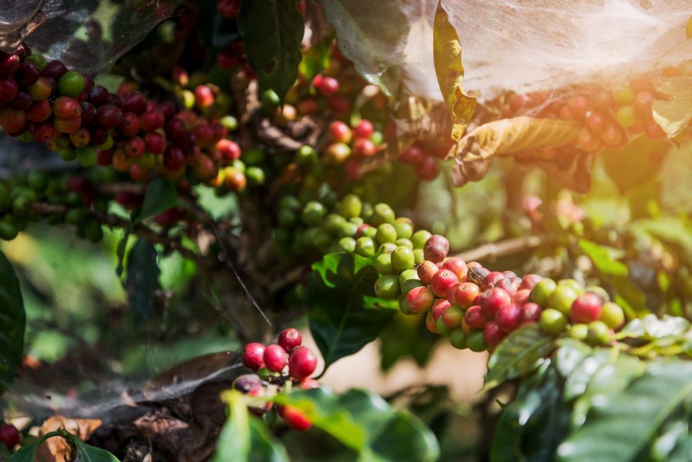 8oz/5lb – Panama Bouquet – Central America – Fresh Roasted To Order Coffee