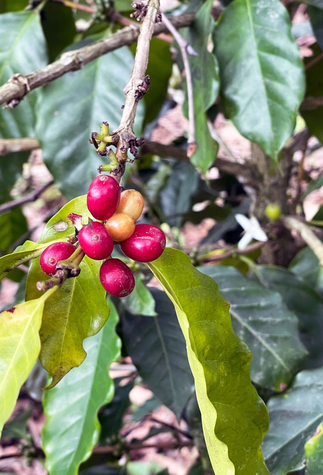 MEXICAN PUEBLA (UNROASTED GREEN CATURRA – BOURBON COFFEE BEAN) order 1 to 20 lbs