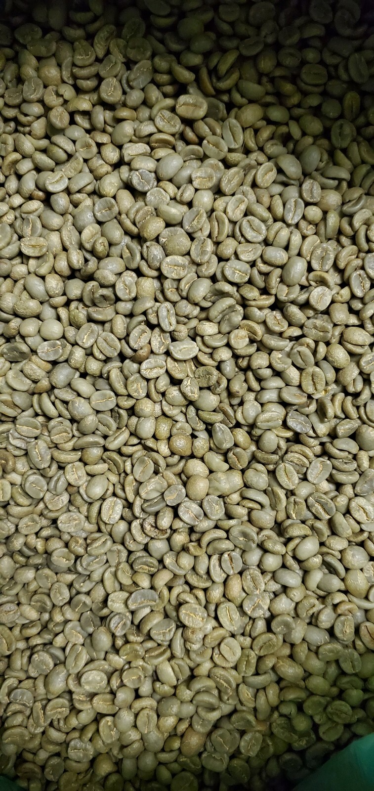 5 LB COSTA RICA, COSTA RICAN, UNROASTED GREEN COFFEE BEANS FIVE POUND – ARABICA