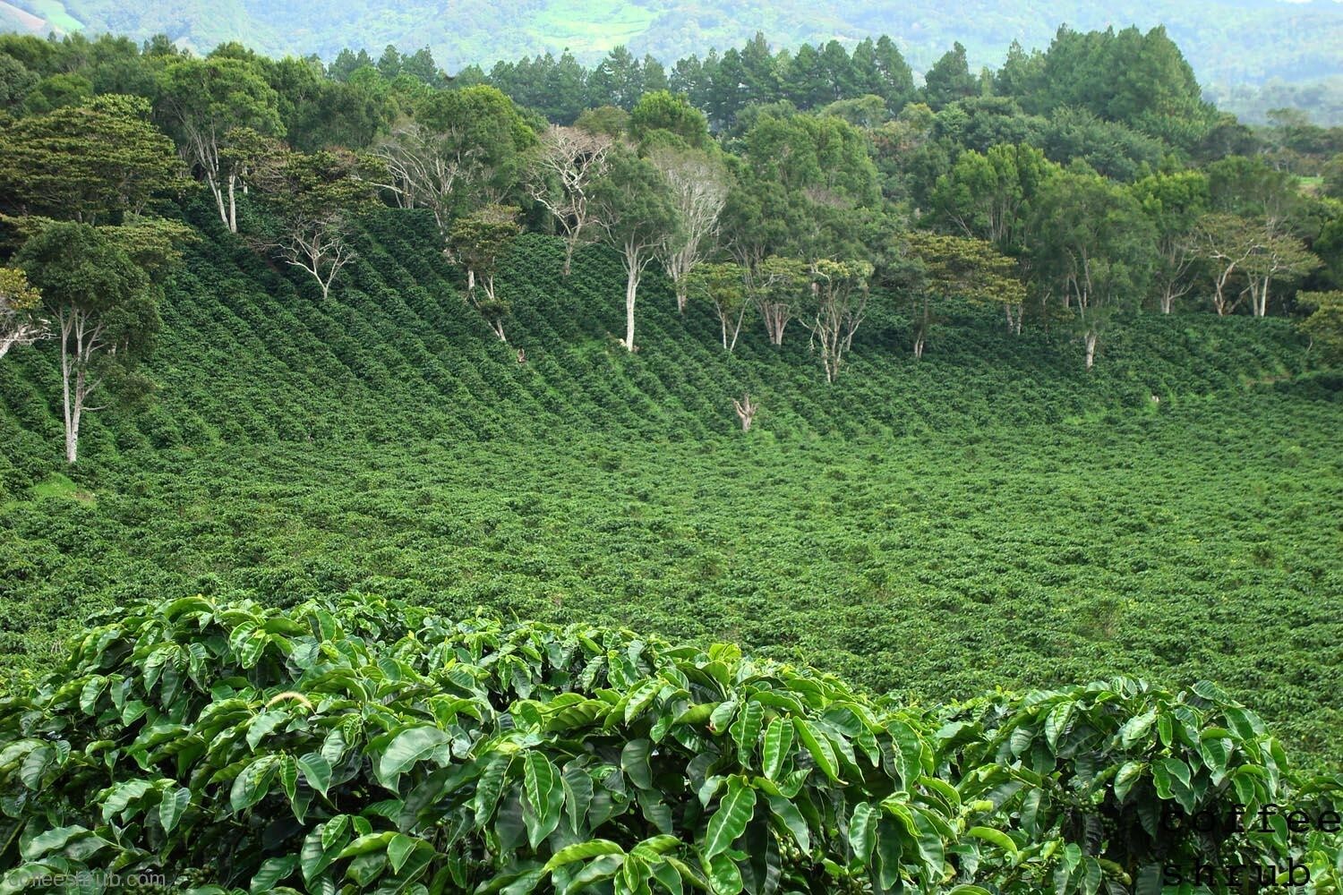 5 LBS PANAMA BOQUETE GREEN UNROASTED COFFEE BEANS – ARABICA