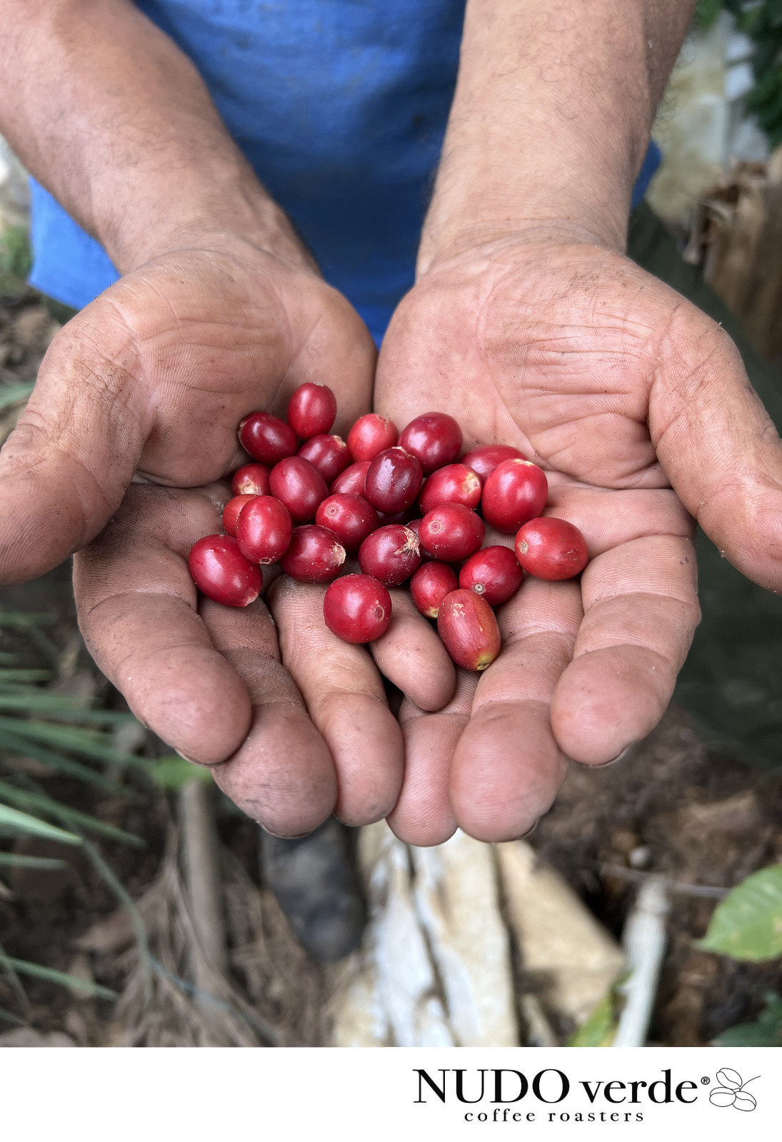 MEXICAN CHIAPAS (UNROASTED GREEN ORO AZTECA COFFEE BEANS) Order 1 to 20 lbs