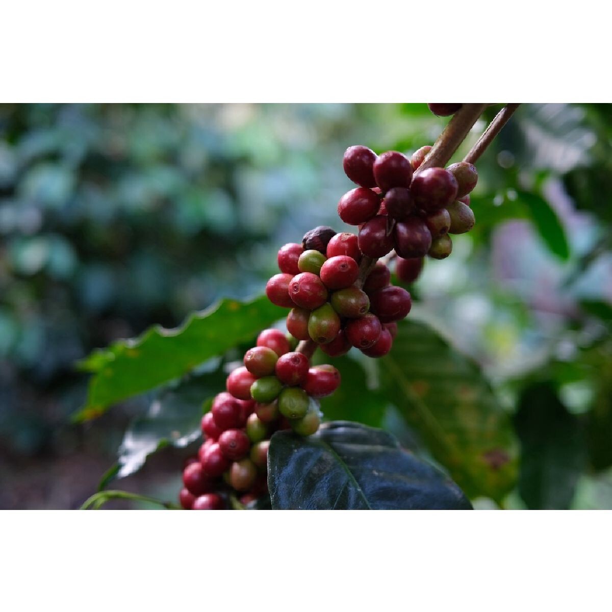 JIN Coffee CR Arabica + Robusta Dark Roasted Coffee Beans from Chiang Rai 500 G.