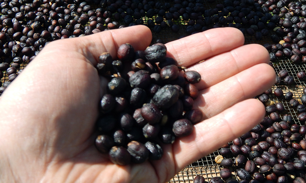 ETHIOPIAN YIRGACHEFFE COFFEE BEANS DARK ROAST DAILY 2 BAGS 1 POUND EACH
