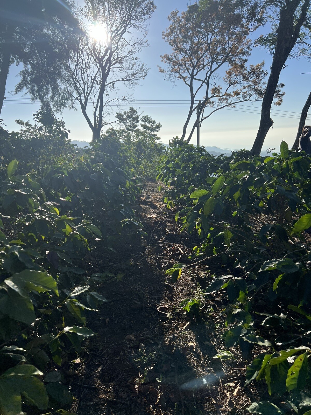 5oz. MEDIUM ROAST Red Bourbon Coffee Beans. El Salvador’s Finest Whole Beans