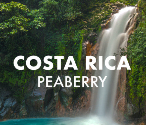 COSTA RICAN TARRAZU COFFEE BEANS PEABERRY MEDIUM ROASTED 5 POUNDS – 1 POUND BAGS