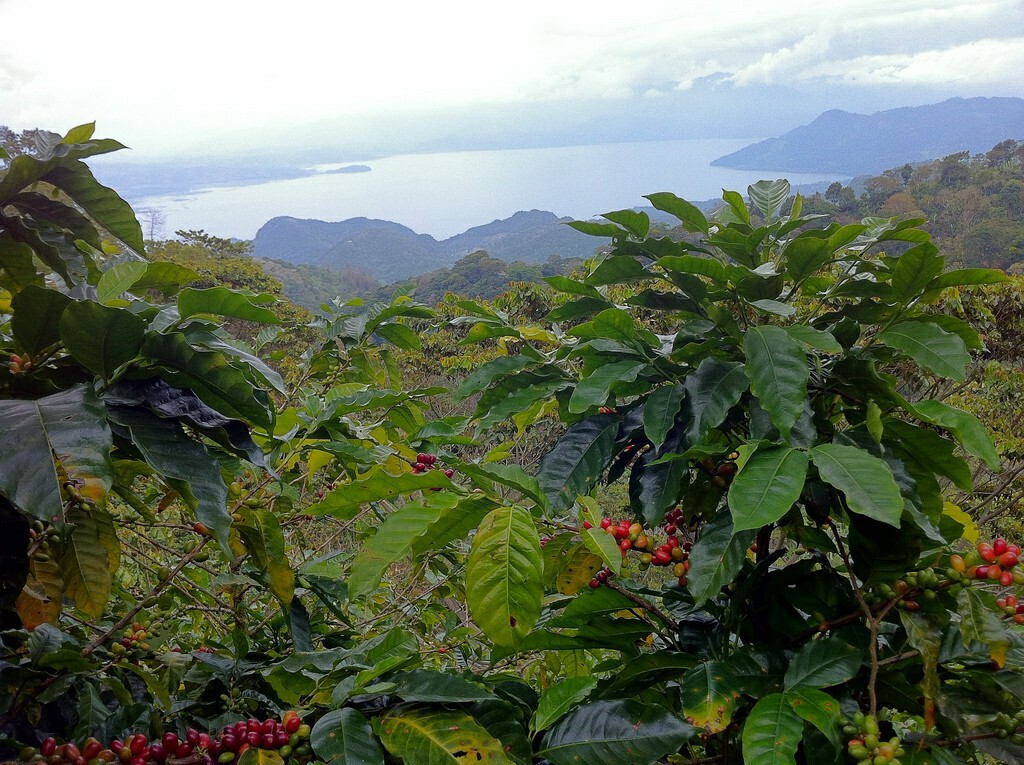 5 LBS HONDURAS HONDURAN FRESH UNROASTED GREEN COFFEE BEANS – ARABICA