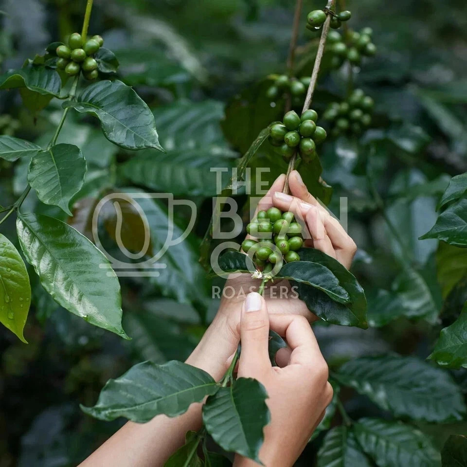 THE BEAN CO Mysore Nuggets (French Press, 500 g) Free Shipping World Wide