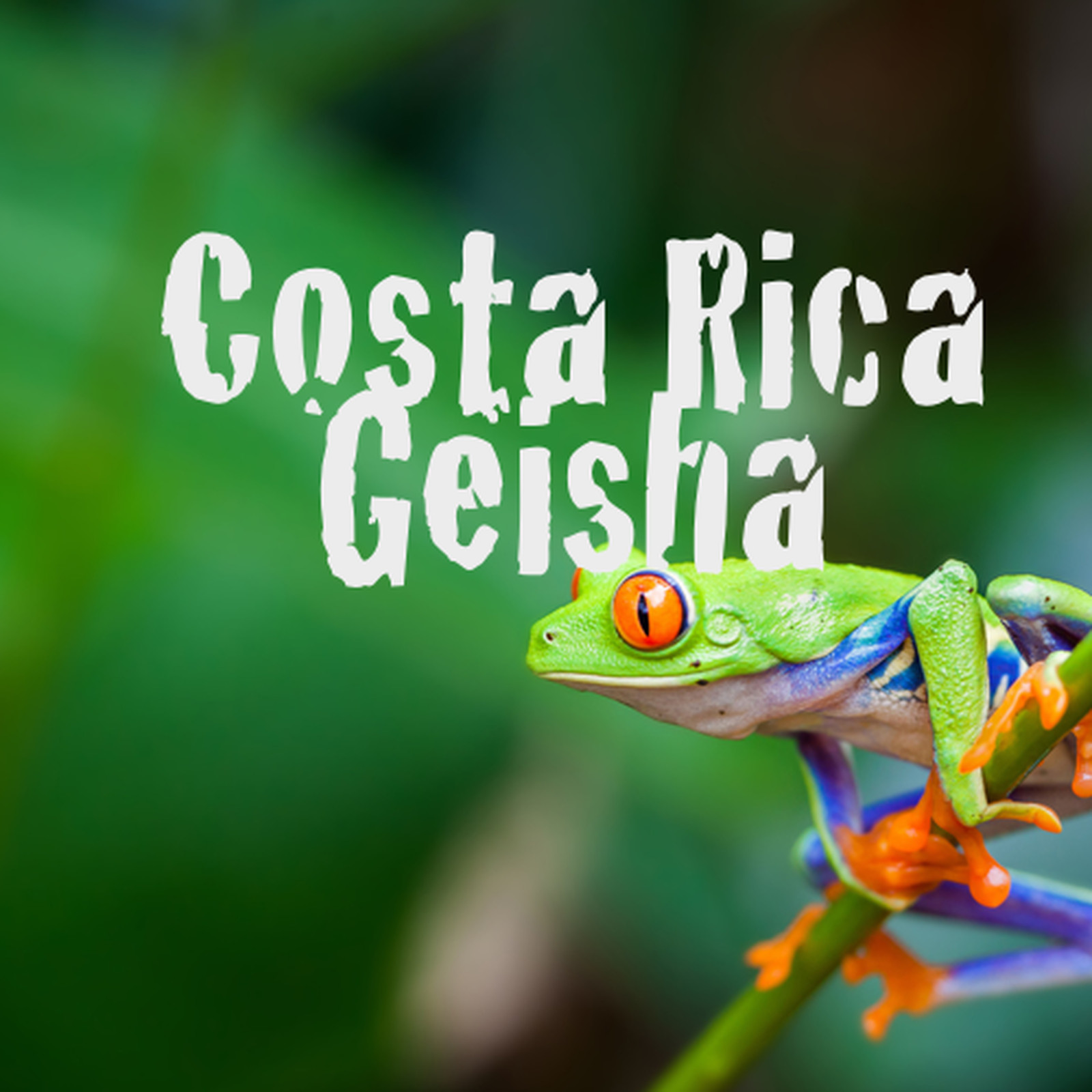Costa Rican Geisha Reserve Coffee Beans Medium Roasted 6 Pounds In 1 Pound Bags