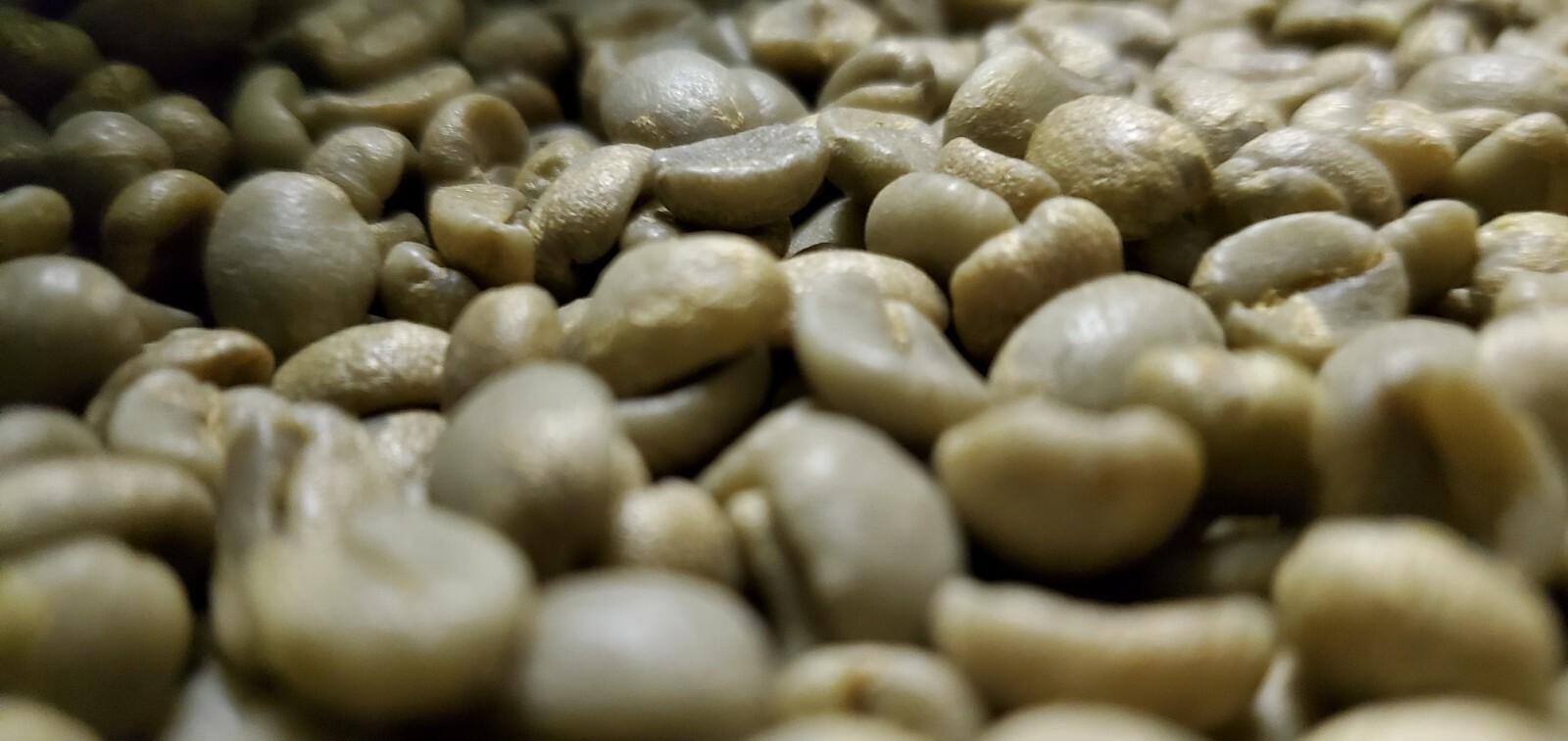 5 LB COSTA RICA, COSTA RICAN, UNROASTED GREEN COFFEE BEANS FIVE POUND – ARABICA