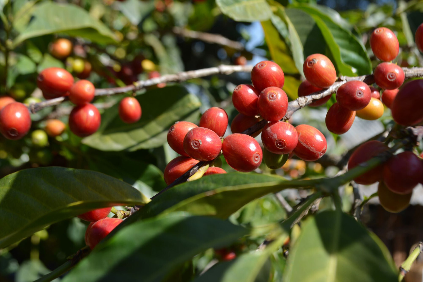8oz/5lb – Rwandan Coffee – Africa – Premium Fresh Roasted To Order Coffee