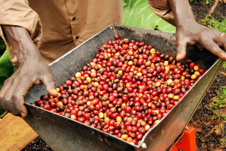 100% KONA HAWAIIAN UNROASTED COFFEE BEANS 10 POUNDS