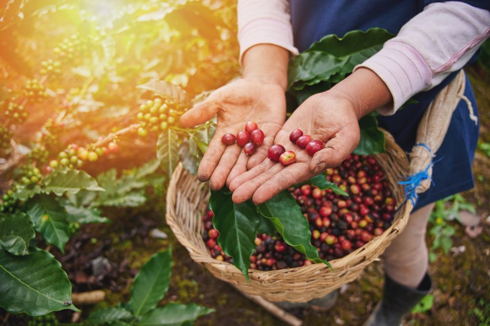8oz/5lb – Monsooned Malabar – India Beans – Fresh Roasted To Order Coffee