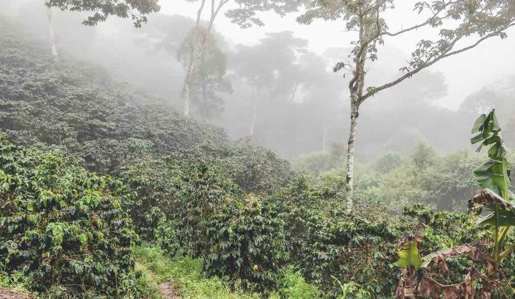 Nicaragua La Fortuna – Specialty Grade Organic Co – Single Origin – Medium Roast