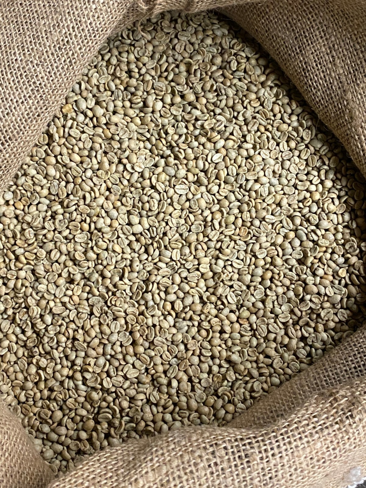5 LB FRESH UNROASTED EL SALVADOR GREEN COFFEE BEANS FIVE POUND – ARABICA