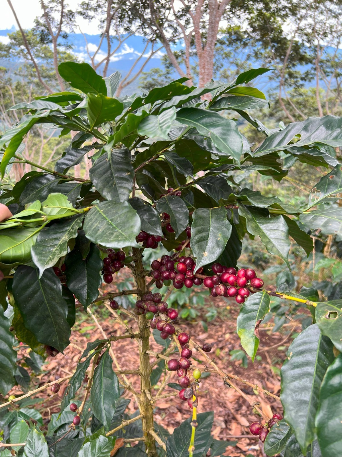 4 LBS Peru Organically Grown Green Coffee – Peruvian Arabica for Home Roasting