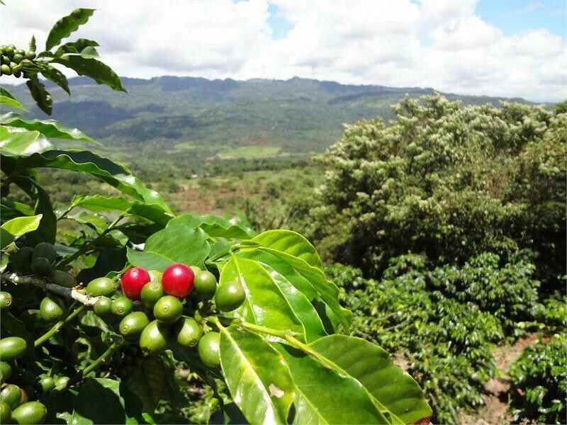 TANZANIA KILIMANJARO COFFEE BEANS PEABERRY MEDIUM ROASTED 5 POUNDS