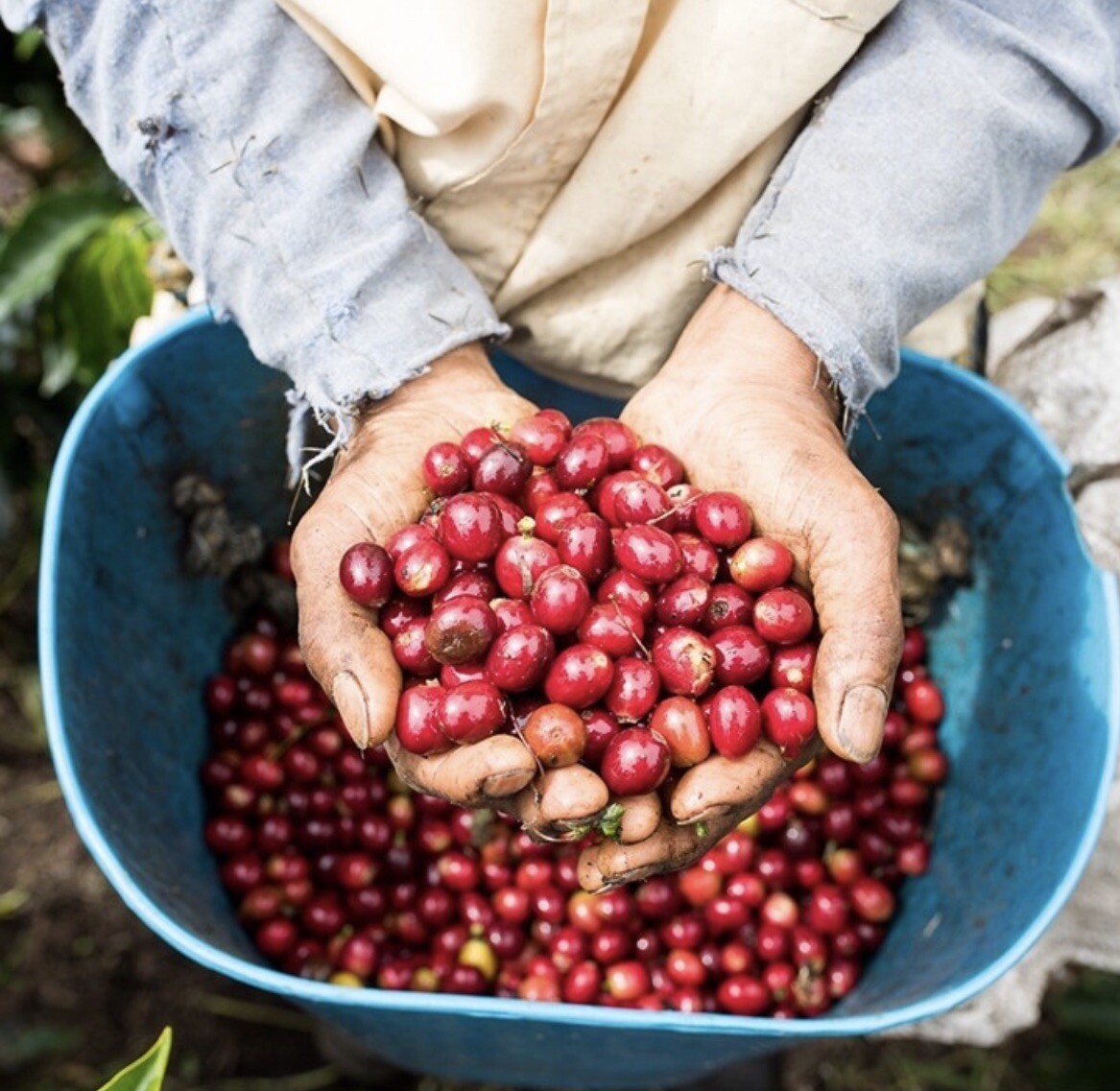 COLOMBIAN PROANOW COFFEE BEANS MEDIUM ROASTED 5 POUNDS