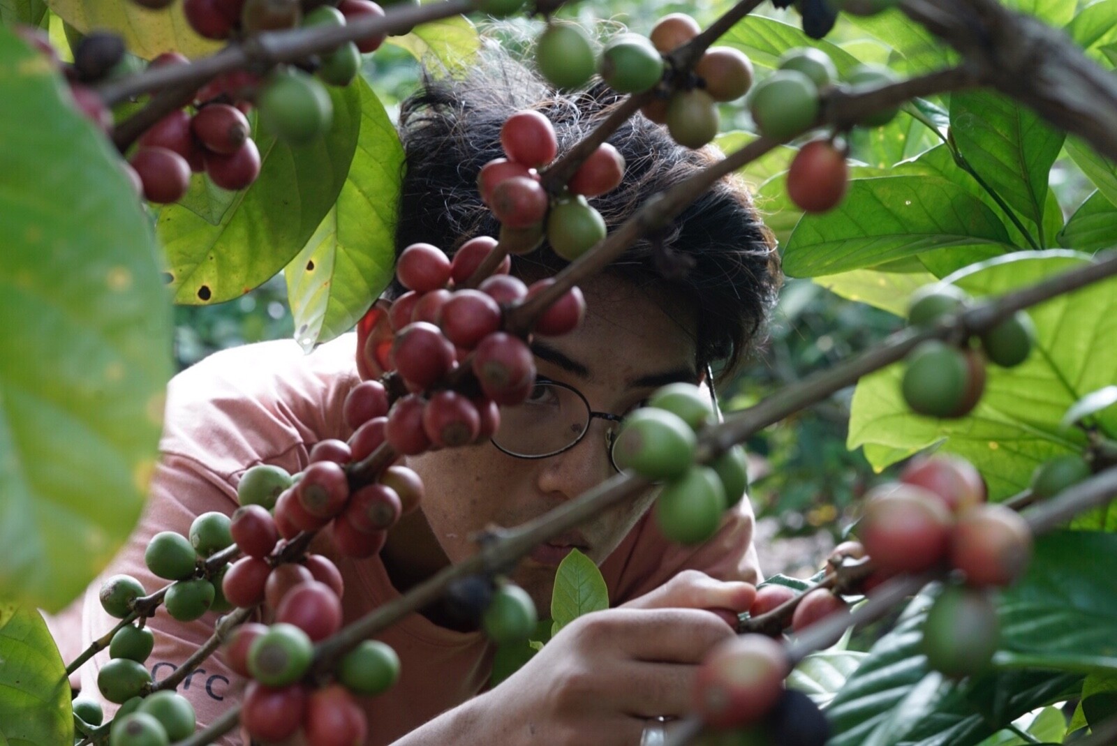 Single Origin Specialty Liberica Natural Process Bagan Ningrat