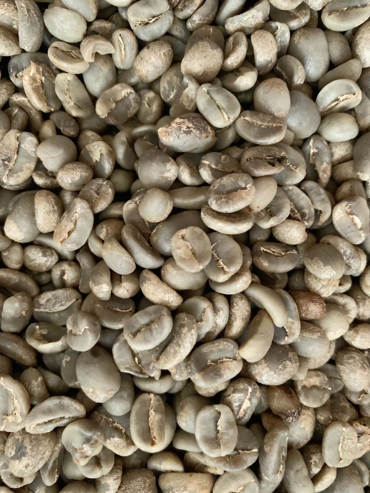 Guatemala Premium Green Coffee Beans Raw Unroasted Specialty Grade