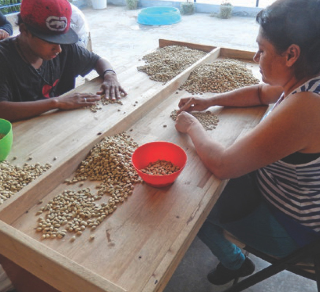MEXICAN GUERRERO (UNROASTED GREEN NATURAL COFFEE BEANS) Order 1 to 20 lbs