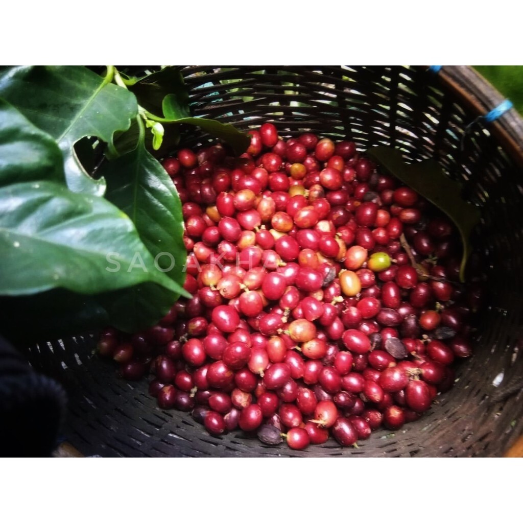 2X 100% Authentic Doi Chang Coffee Light/Medium /Dark, Arabica Coffee Beans 250g