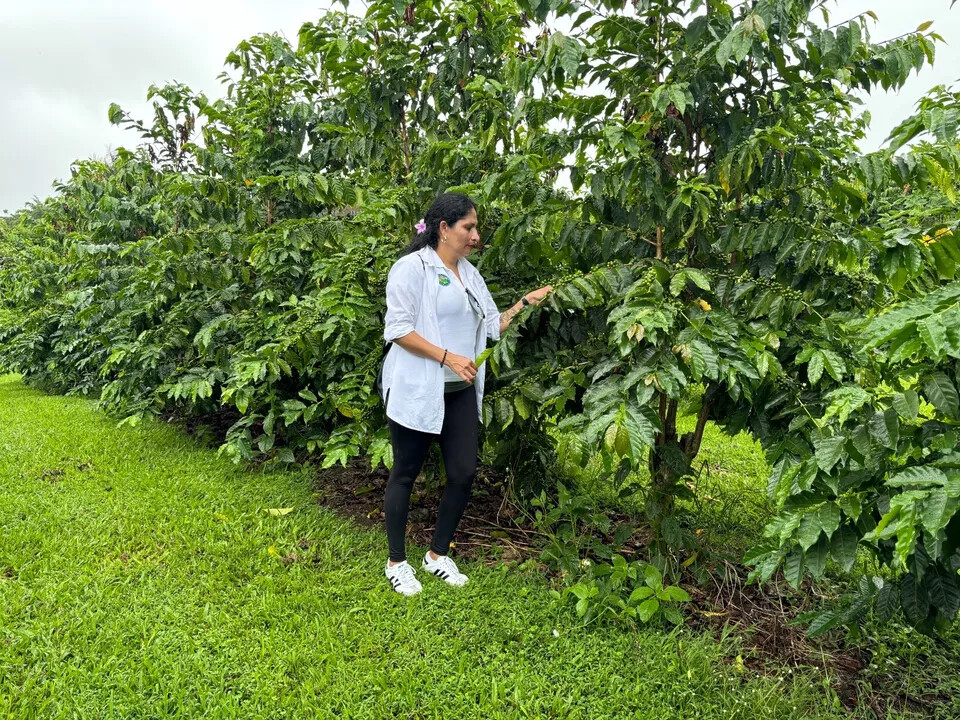 100% HAWAIIAN / KONA COFFEE BEANS DARK ROASTED 2 BAGS 1 POUND EACH
