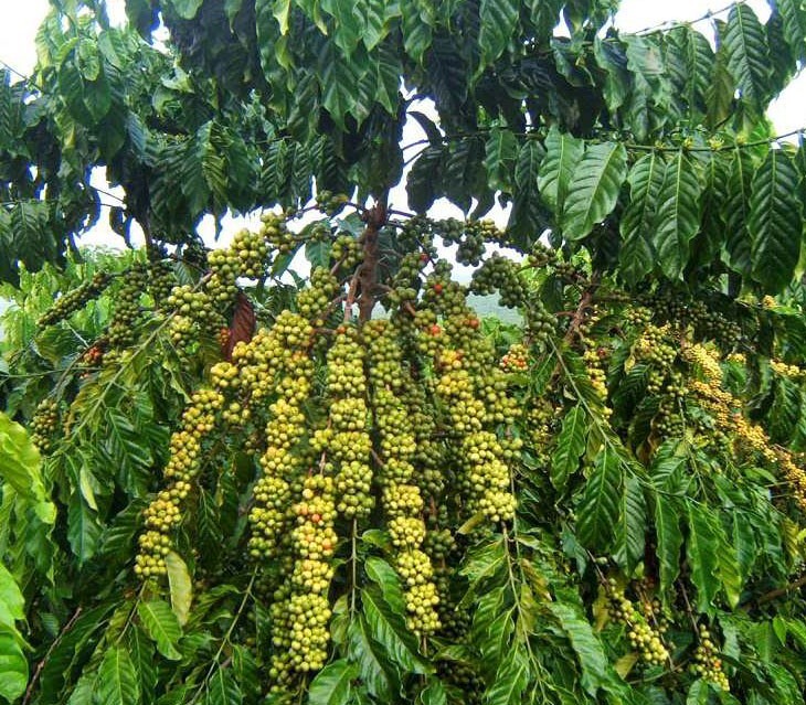 Vietnamese Dwarf Green Coffee Seeds – 1000 Coffee Robusta Truong Son TS5 Seeds