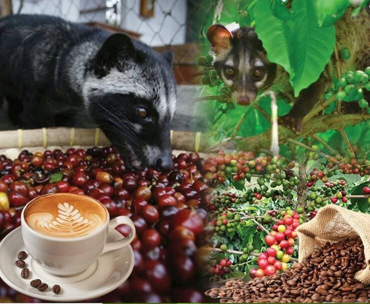 Premium 100% Pure Civet Coffee Robusta Roasted and Ground Size 8 g.x 4 Pcs + Pot
