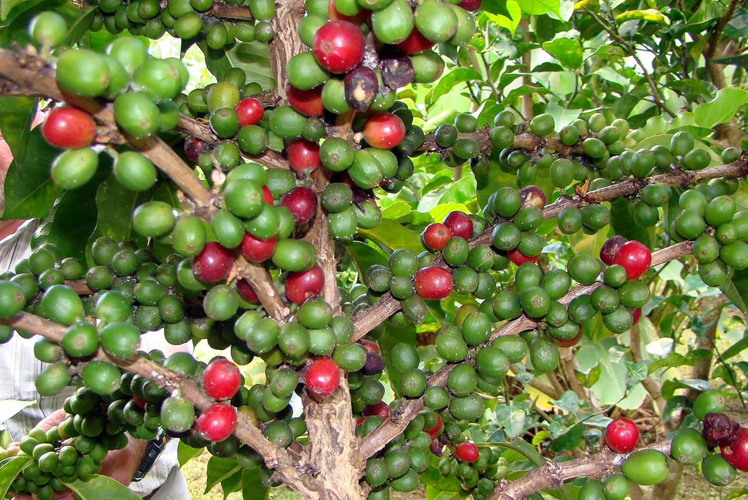 Café Duran Best Panama Whole Roasted Coffee Beans 360Gr (12.7Oz) Freshly Importe