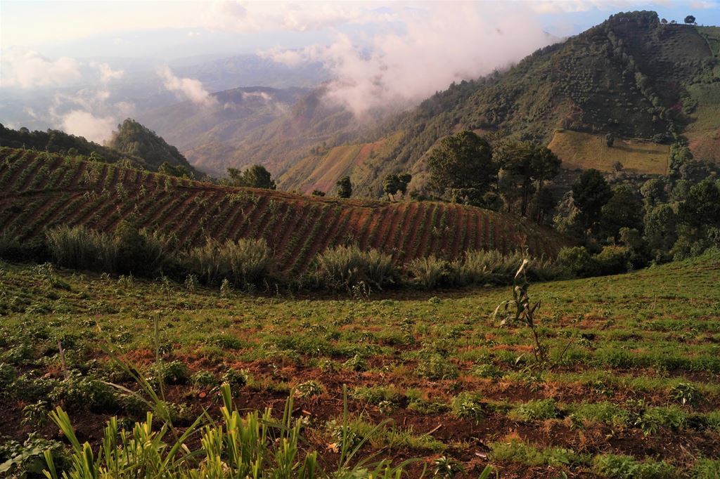 2lb/40lb – Guatemala Huehuetenango – SpecialtyGrade Unroasted Green Coffee Beans