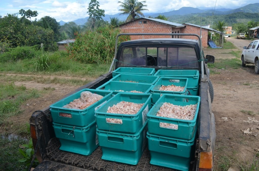 3lbs Bolivia Organic-certfied, Improved Walikeewa Unroasted Cacao Beans NEW CROP