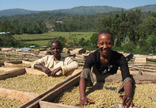 Kenya Karani Peaberry Coffee Beans Fresh Roasted Medium Daily 2 X 1 Pound Bags