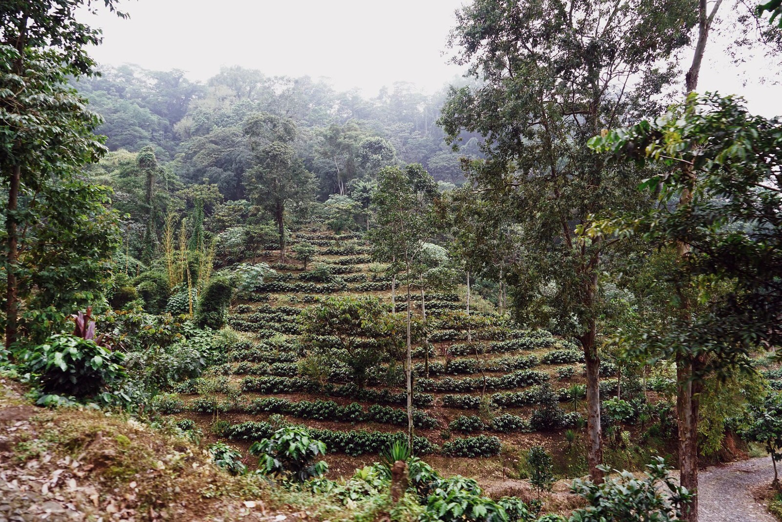 5 LBS GUATEMALA GUATEMALAN FRESH UNROASTED GREEN COFFEE BEANS – ARABICA